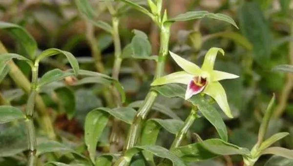 铁皮石斛栽培方法 石斛种植环境