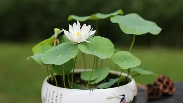 荷花怎么种 荷花种植方法与注意事项