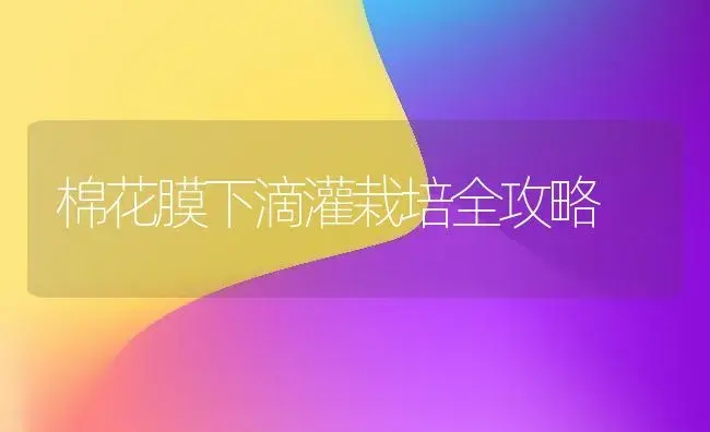 棉花膜下滴灌栽培全攻略 | 植物科普