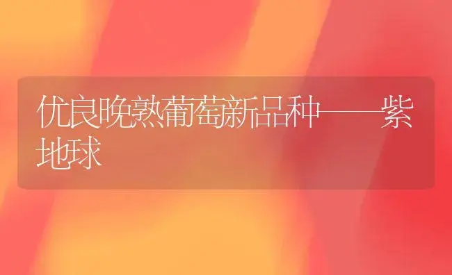 优良晚熟葡萄新品种——紫地球 | 植物科普
