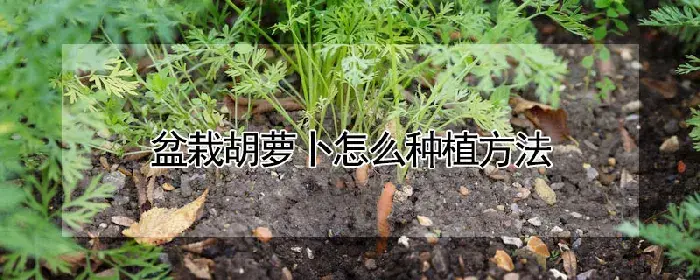 盆栽胡萝卜怎么种植方法