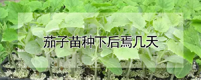 茄子苗种下后焉几天