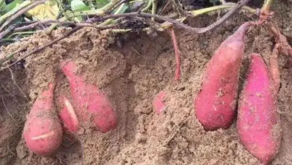 蜜薯什么时候种植 北方能种植蜜薯吗