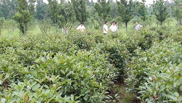 油茶苗移栽要点