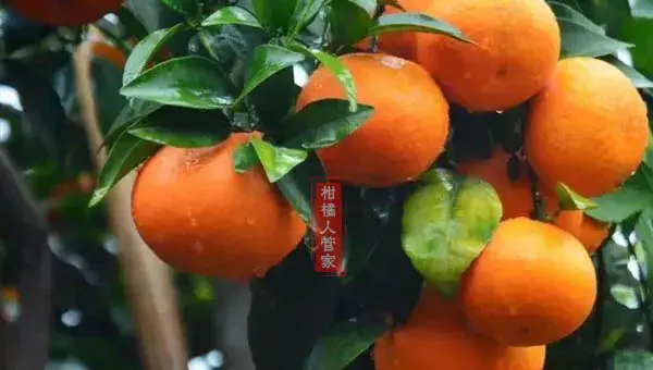 12个月沃柑种植技术与管理方法全集