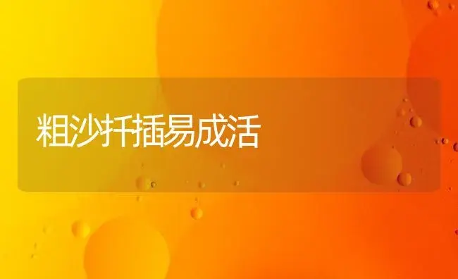 粗沙扦插易成活 | 植物知识