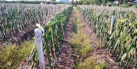 种火龙果用什么架式产量高