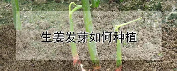 生姜发芽如何种植