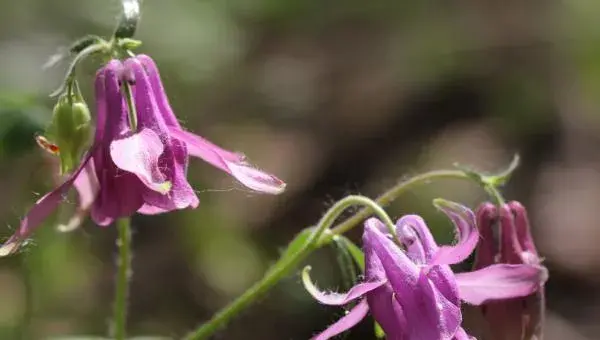 耧斗菜怎么养 盆栽耧斗菜种植方法与注意事项