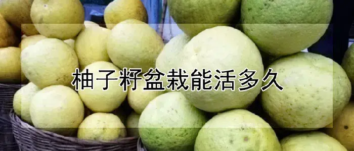 柚子籽盆栽能活多久