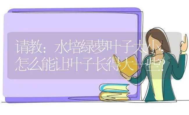 请教：水培绿萝叶子太小，怎么能让叶子长得大一些？ | 植物问答