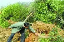 土地征收没谈妥 砍倒桂花树