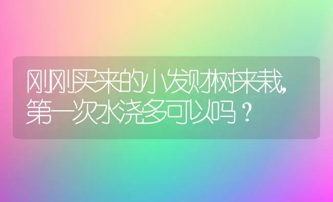 刚刚买来的小发财树来栽，第一次水浇多可以吗？ | 植物问答