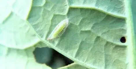 如何正确使用阿维菌素？
