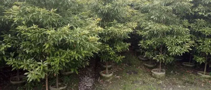 树苗种植方法