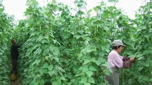 2017种芸豆赚钱吗？2017种芸豆前景及市场价格行情分析