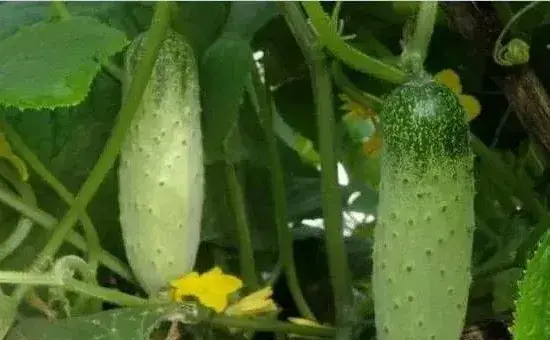 有机黄瓜夏秋季露地栽培技术要点