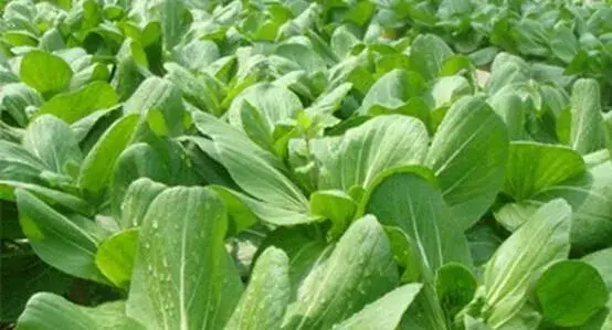如何判断油菜缺素？