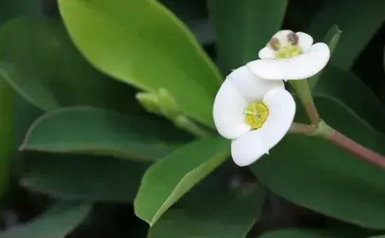 虎刺梅开花为何不红了，可能是光照不足导致