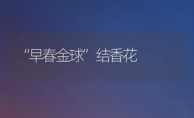 郁金香元旦春节上市栽培技术 | 植物科普
