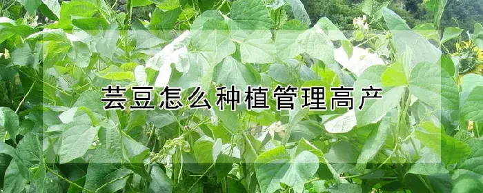 芸豆怎么种植管理高产