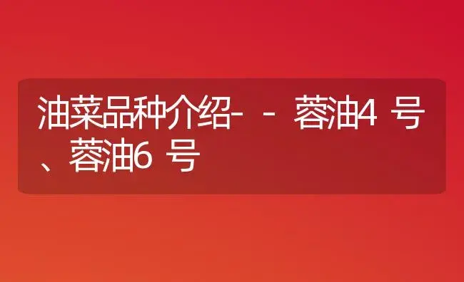 油菜品种介绍--蓉油4号、蓉油6号 | 植物百科