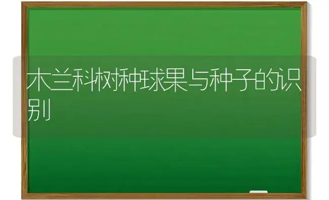 三角梅：怎样让它多开花 | 植物科普