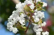 常兴举办首届三红紫薇种植观摩会