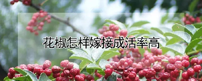 花椒怎样嫁接成活率高