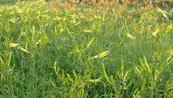 黄花菜种植技术黄花菜怎么种植