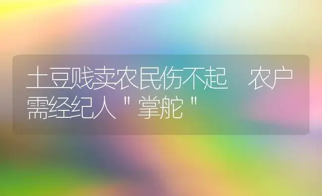 土豆贱卖农民伤不起 农户需经纪人