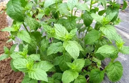 薄荷种植方法及田间种植管理介绍