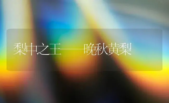 梨中之王——晚秋黄梨 | 植物科普