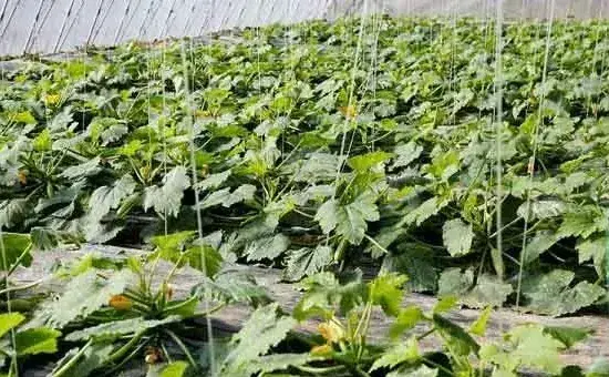 秋季种植西葫芦赚钱吗？如何管理才能高产