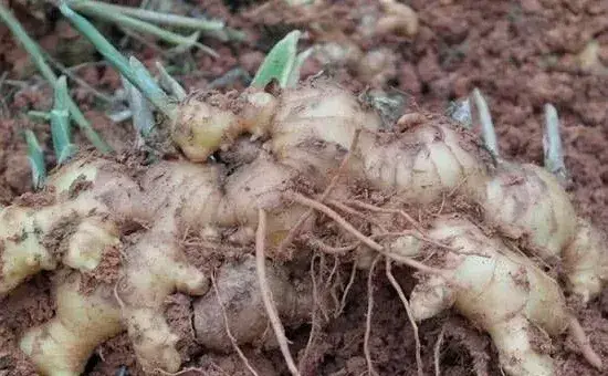 生姜高产种植技术要点