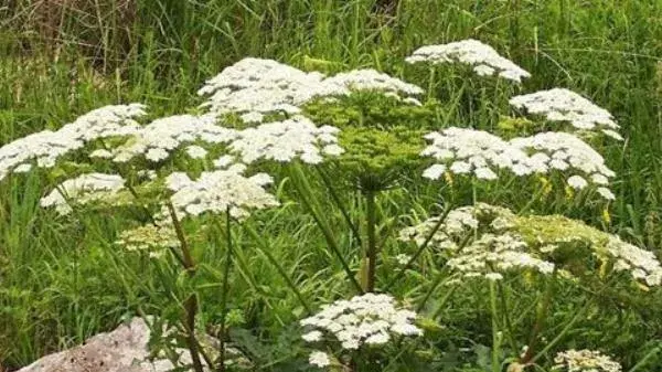 白芷什么时候种植 白芷栽培技术