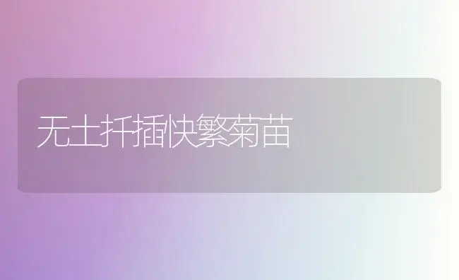 无土扦插快繁菊苗 | 植物知识