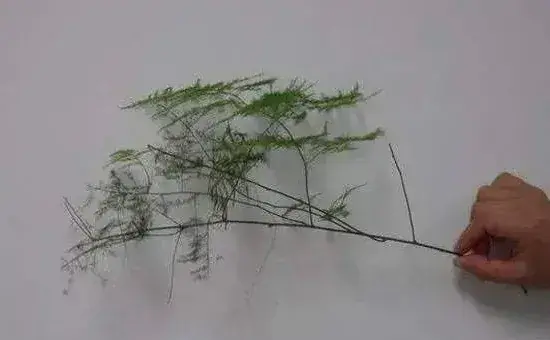 剪下来的文竹能插活吗？文竹提高成活率的扦插方法