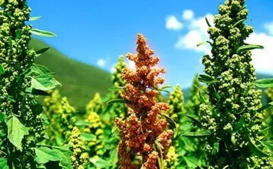 藜麦种植方法和条件