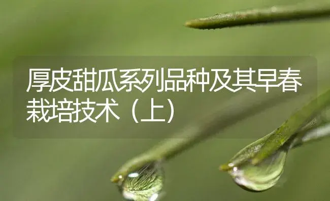 厚皮甜瓜系列品种及其早春栽培技术（上） | 植物百科