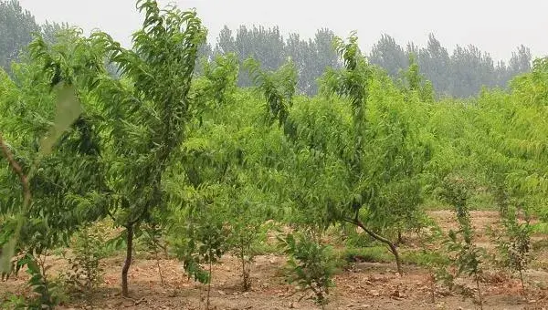 桃树科学种植技术