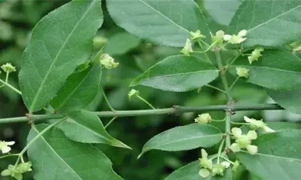 卫矛的栽植及管理技术