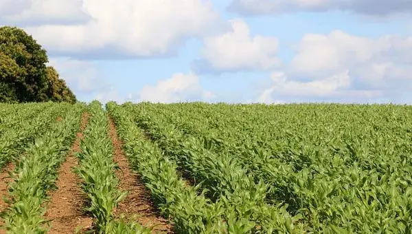 2018种玉米赚钱吗？玉米种植的利润与投资成本及前景预测