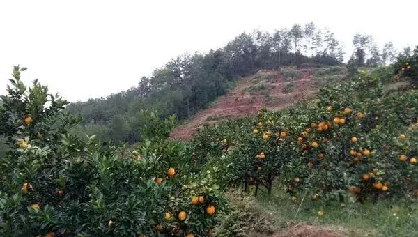 脐橙什么时候种？春秋季节都可种植