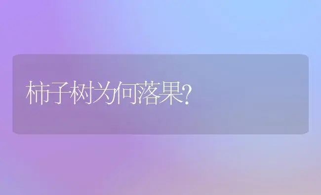 柿子树为何落果？ | 植物百科