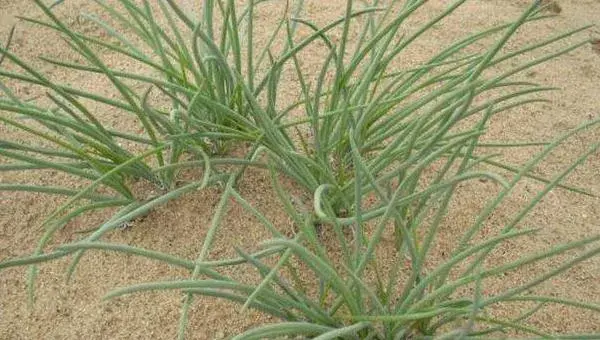 什么地适合种植沙葱 北方能种植沙葱吗