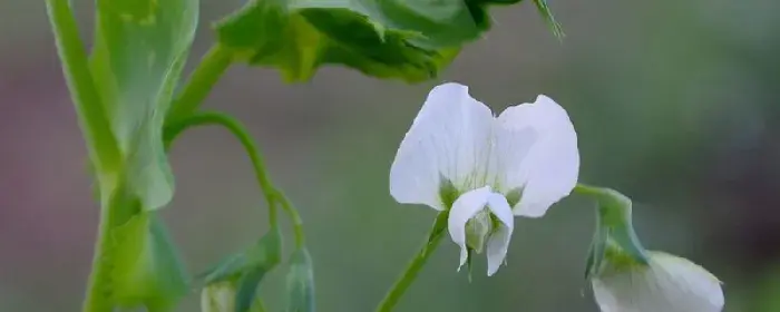 荷兰豆花期怎么管理