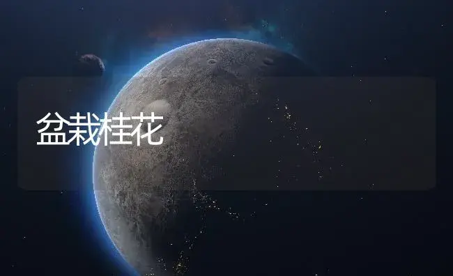 盆栽桂花 | 植物知识
