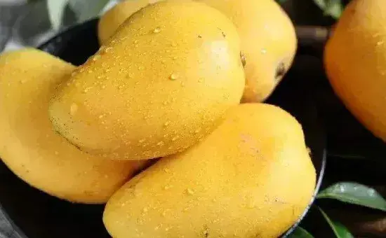 芒果如何保存