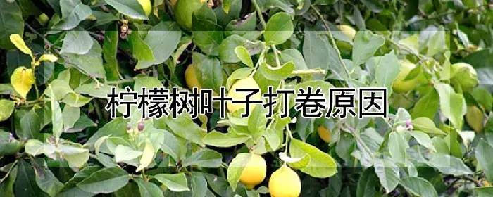 柠檬树叶子打卷原因